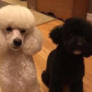 Meet your Posher, Sheryl